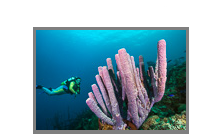 Bonaire, several years